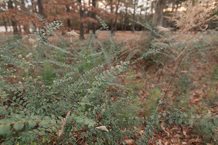 Up close shot of a bush surrounded by trees.